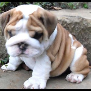 Meet your Posher, Douglas